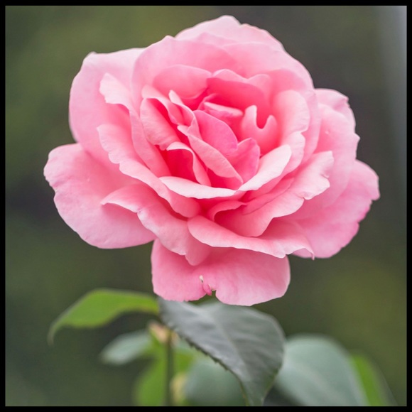 Same day shipping - Picture 1 of 1